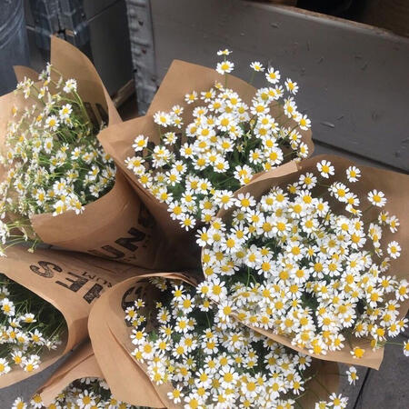 Daisy ✿ available: white ✿ IDR 250K