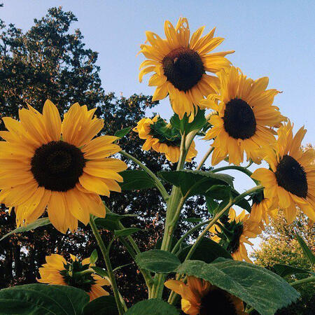 Sunflower ✿ available: yellow ✿ IDR 250K