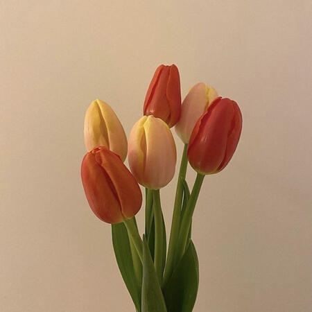 Tulip ✿ available: red, white, pink, coral ✿ IDR 350K